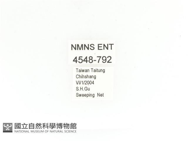 金艷騷金龜藏品圖，第2張