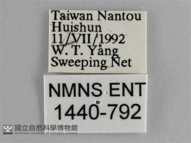 斐豹蛺蝶藏品圖，第3張