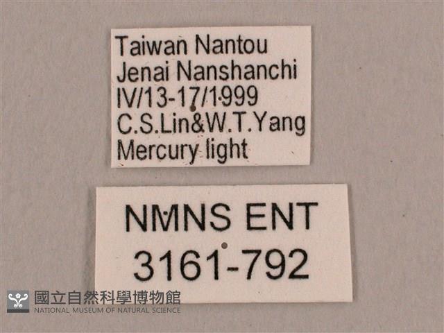 直翅六點天蛾藏品圖，第3張