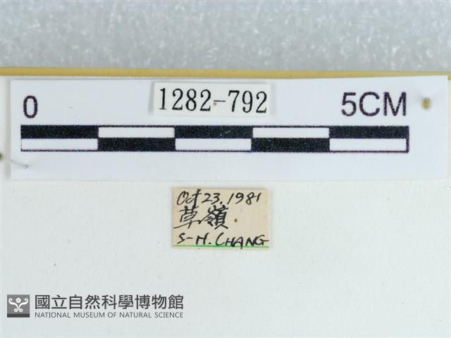 粉蝶燈蛾藏品圖，第3張