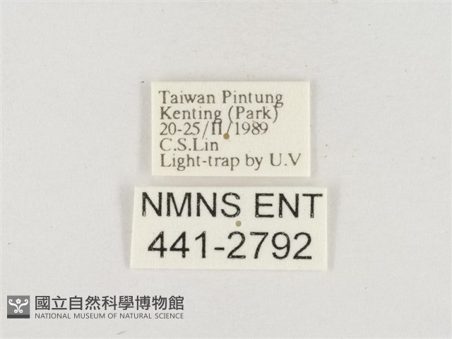 小白紋毒蛾藏品圖，第3張