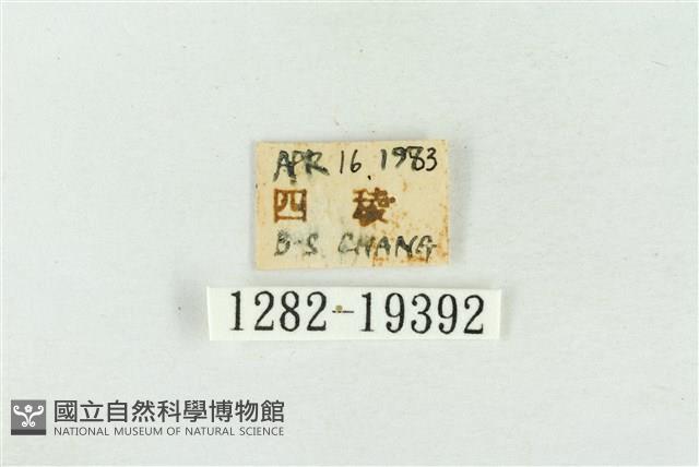 印華波紋蛾藏品圖，第3張