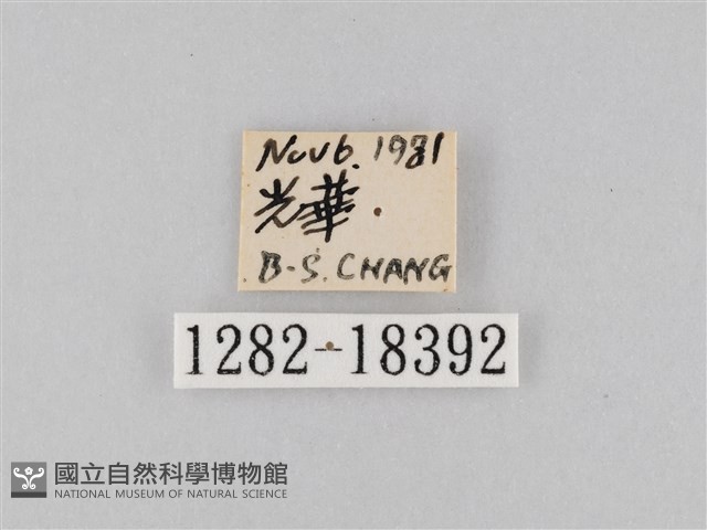 豆環蛺蝶藏品圖，第3張