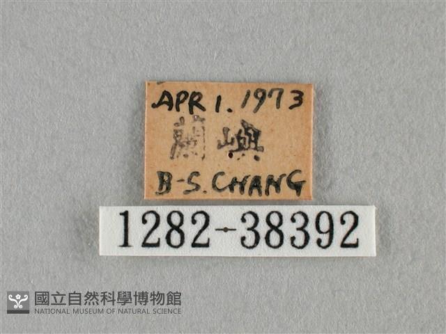 細灰蝶藏品圖，第3張