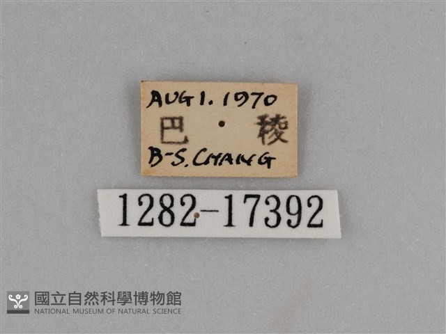 異紋紫斑蝶藏品圖，第3張