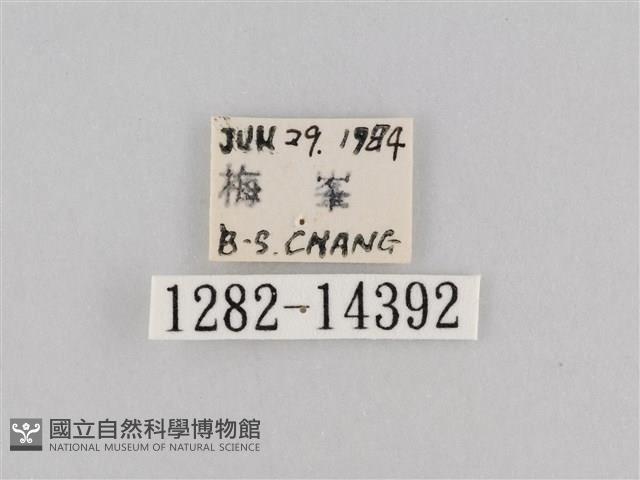 斜紋夜盜蛾藏品圖，第3張