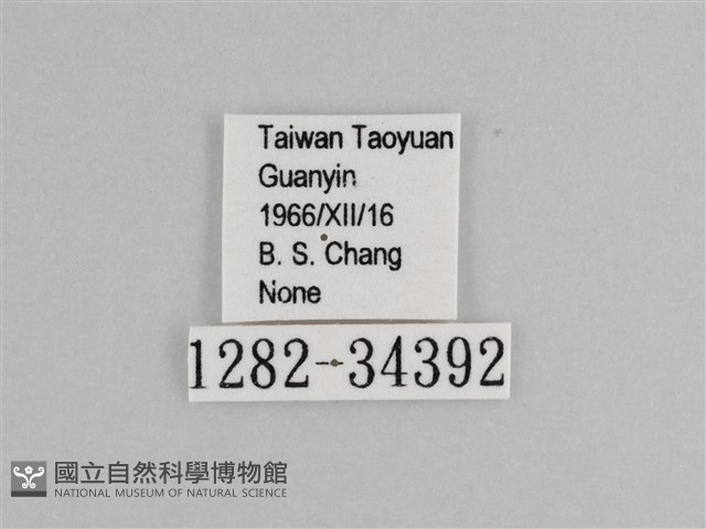 樺斑蝶藏品圖，第3張