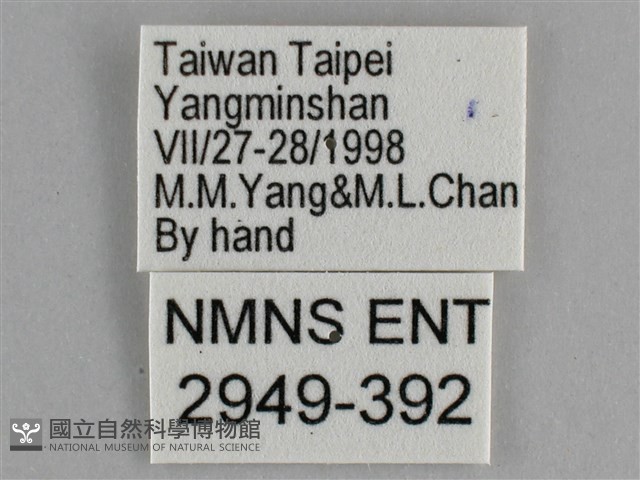 臺灣環蛺蝶藏品圖，第3張