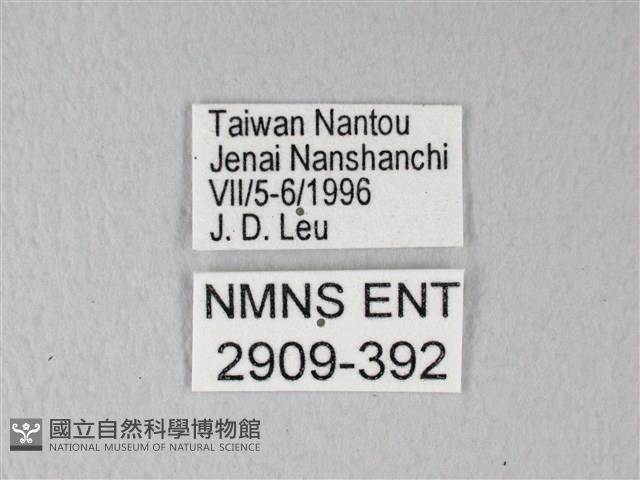 橙端粉蝶、端紅蝶藏品圖，第3張