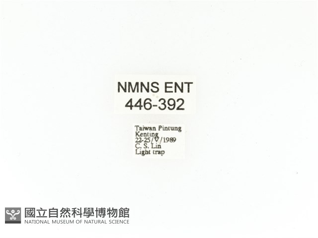 臺灣角金龜藏品圖，第2張