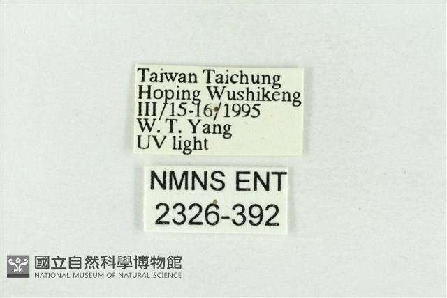 素木綠刺蛾藏品圖，第3張