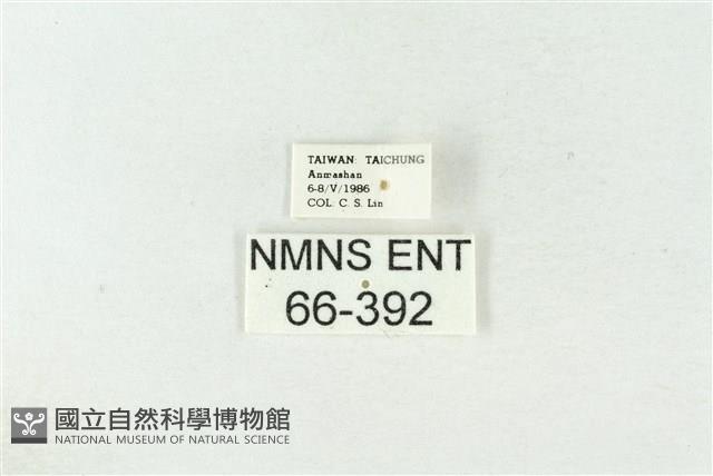 棍棒污燈蛾藏品圖，第3張