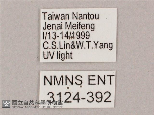 井上氏絨毛天蛾藏品圖，第3張