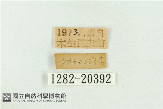 高砂燕灰蝶藏品圖，第3張