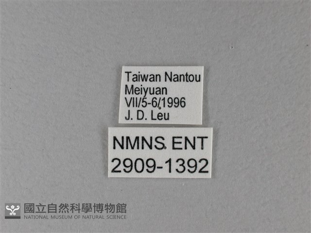 雙色帶蛺蝶藏品圖，第3張