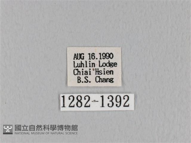 褐斜帶枯葉蛾藏品圖，第3張