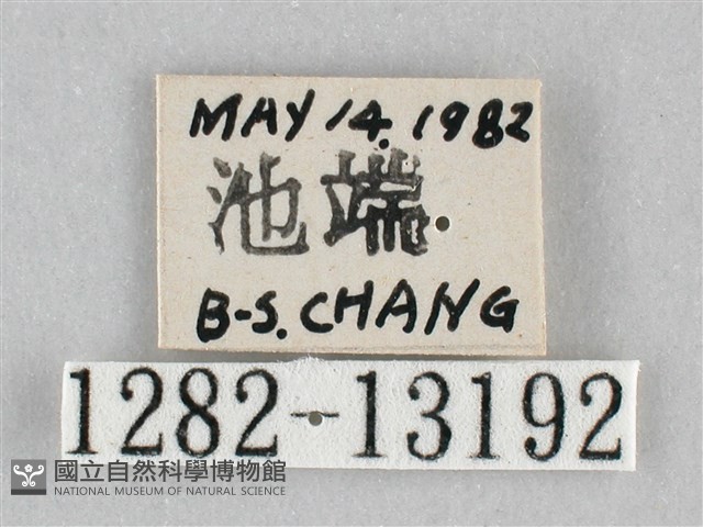 枯葉尺蛾藏品圖，第3張