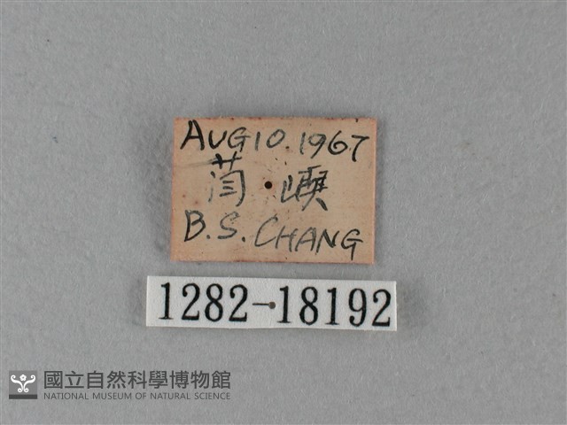 大白斑蝶藏品圖，第3張