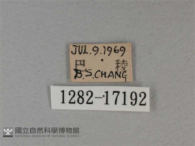 白裳貓蛺蝶藏品圖，第3張