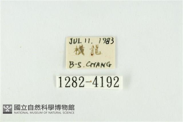 黑翅黃毒蛾藏品圖，第3張