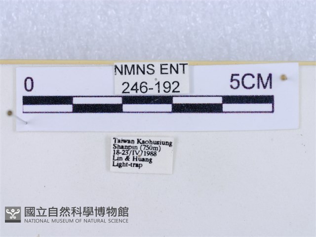 閃光苔蛾藏品圖，第3張