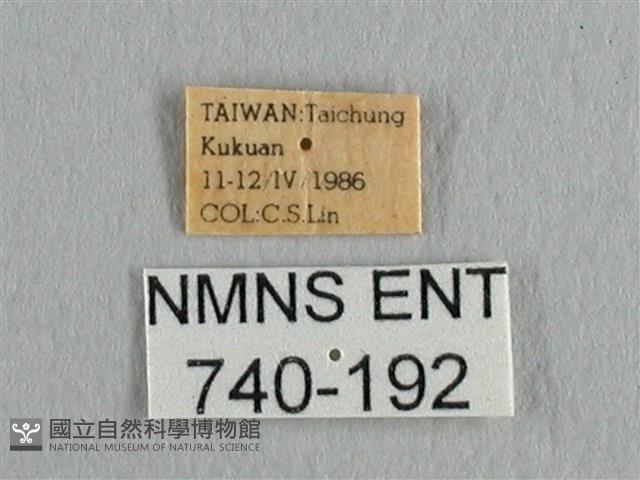 長尾水青蛾藏品圖，第3張