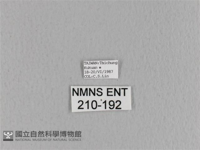 黃斑枯葉蛾藏品圖，第3張