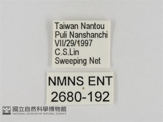 淡褐脈粉蝶藏品圖，第3張