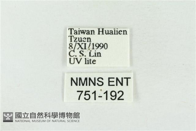 寬帶波紋蛾藏品圖，第3張