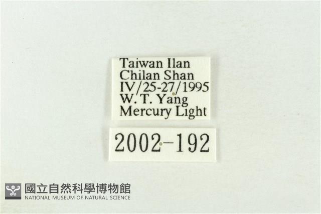 棍棒污燈蛾藏品圖，第3張