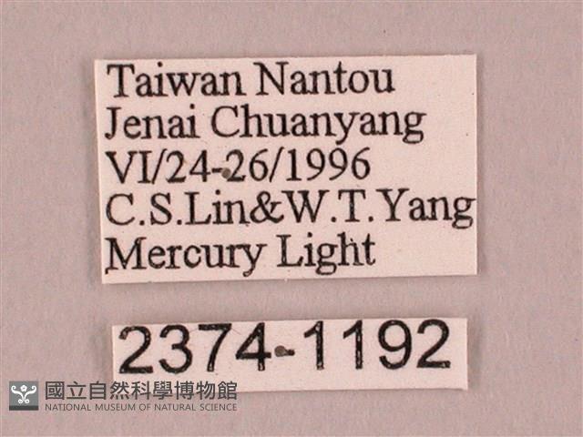 栗六點天蛾藏品圖，第3張