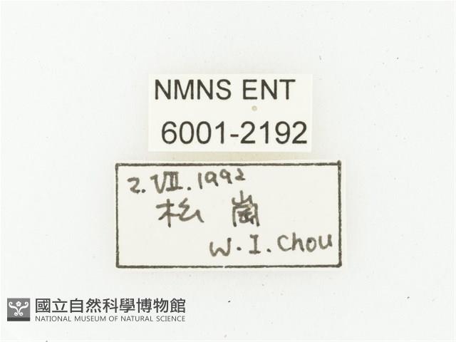 艷邊花金龜藏品圖，第2張