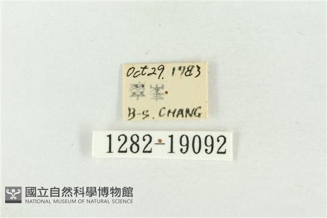 印華波紋蛾藏品圖，第3張