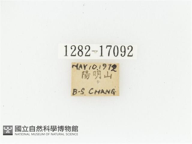 艷金龜藏品圖，第2張