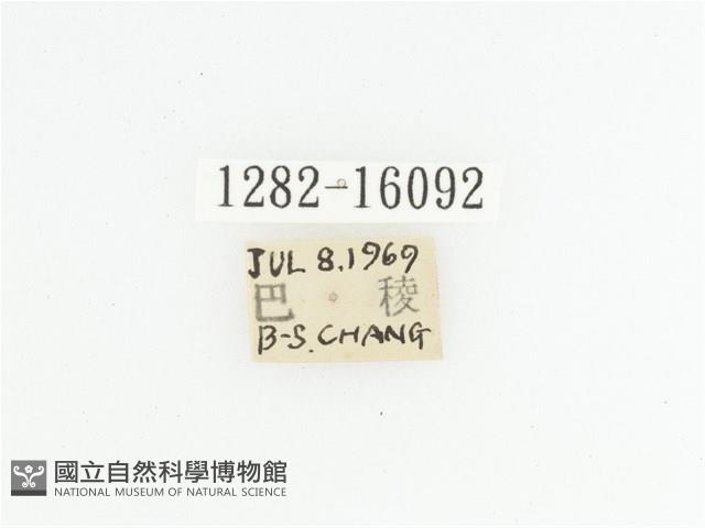 臺灣瘦花金龜藏品圖，第2張