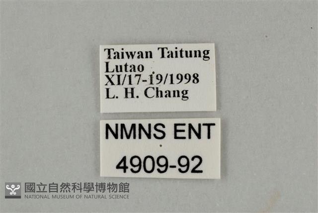 藍灰蝶沖繩亞種藏品圖，第3張