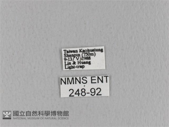 青枯葉蛾藏品圖，第3張