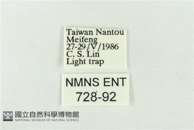 素木綠刺蛾藏品圖，第3張