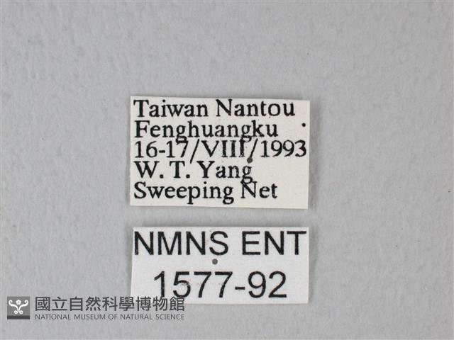 緣點白粉蝶藏品圖，第3張