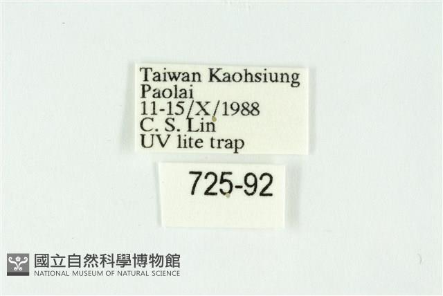 白斑散紋夜蛾藏品圖，第3張