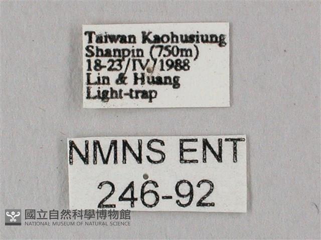 白點天蛾 藏品圖，第3張