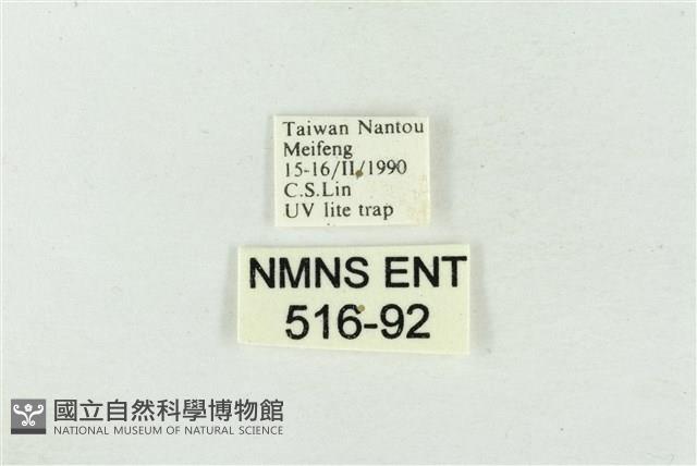 素木氏美波紋蛾藏品圖，第3張