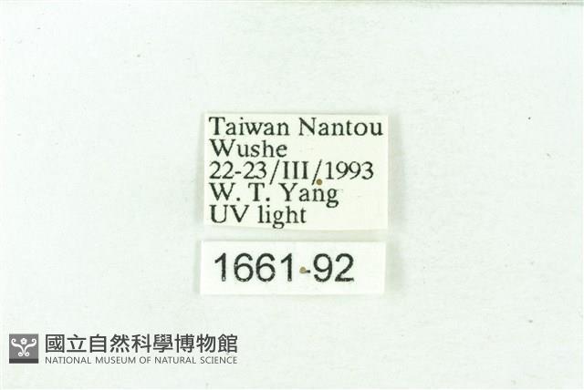 臺雪苔蛾藏品圖，第3張