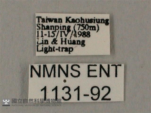 臺灣鋸翅天蛾藏品圖，第3張