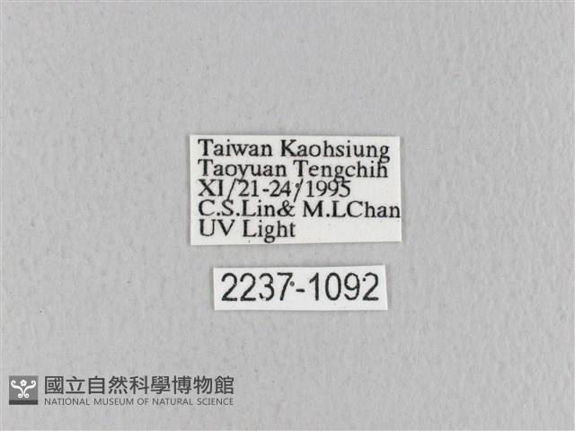 青枯葉蛾藏品圖，第3張