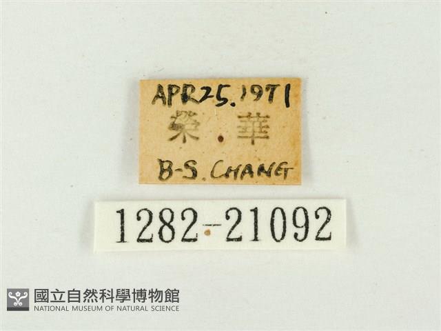 玳灰蝶藏品圖，第3張