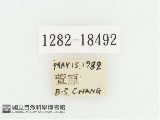 黑虎斑花金龜藏品圖，第2張
