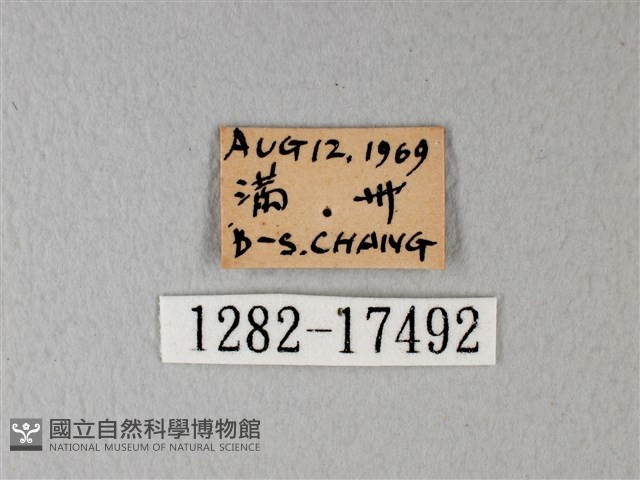 橙端粉蝶、端紅蝶藏品圖，第3張