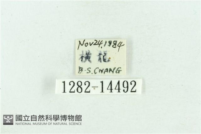 粉紅帶散紋夜蛾藏品圖，第3張