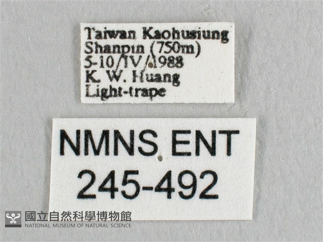 彎黑黃鉤蛾藏品圖，第3張